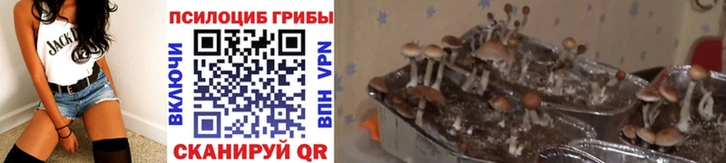 Купить где  Тырныауз  Галлюциногенные грибы мухоморы 